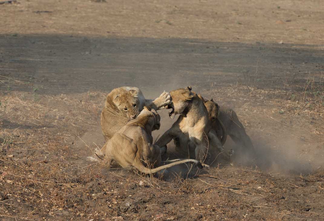 South Luangwa National Park Zambia