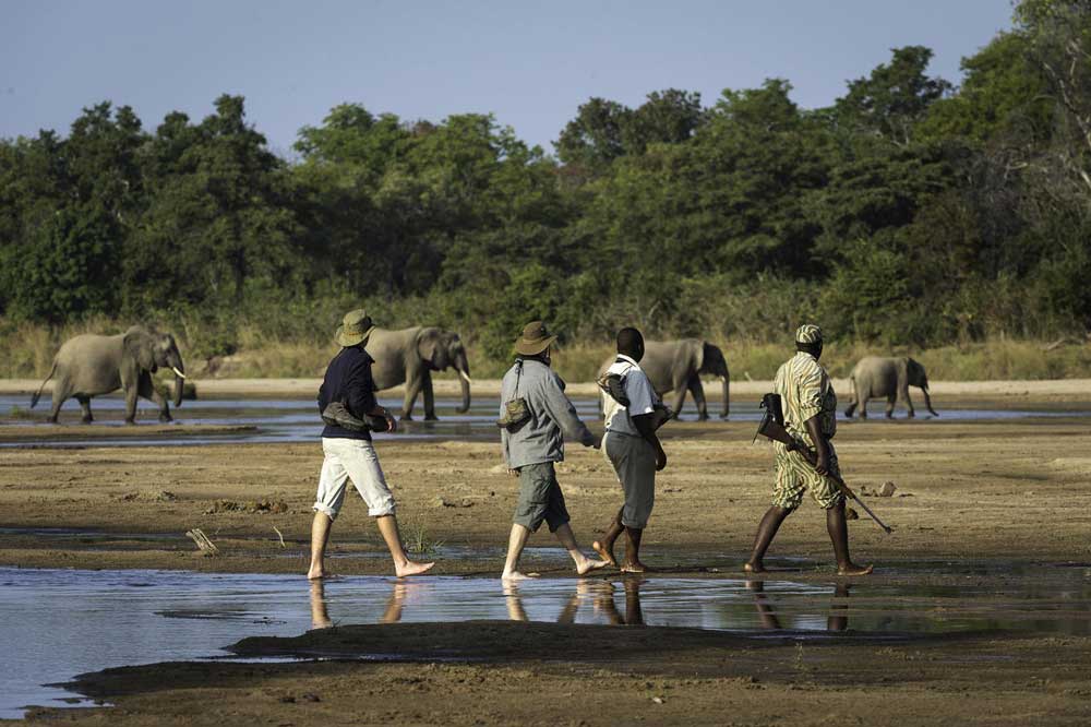 South Luangwa National Park Zambia