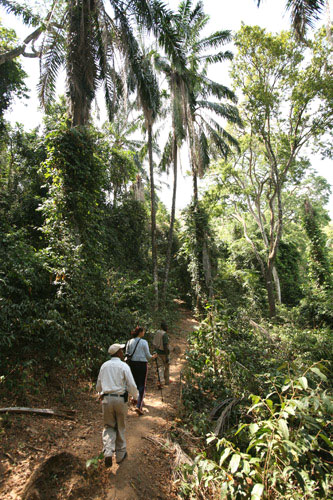 Gombe Stream - Chimpansee Trekking Tanzania