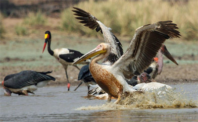 Kano safari Zimbabwe