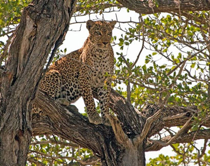 Ruaha safari Tanzania