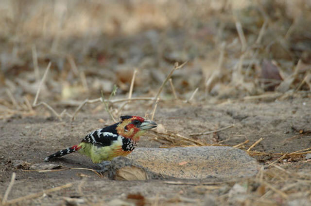 Ruaha safari Tanzania