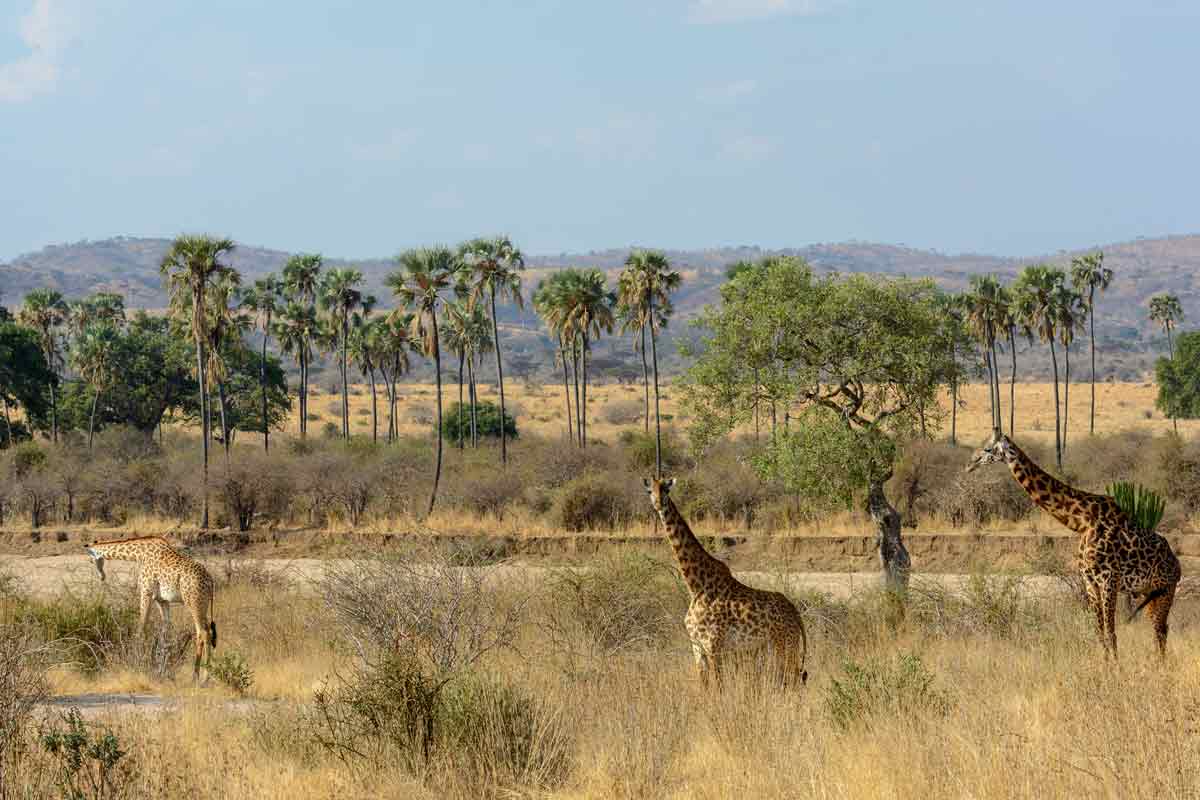 Ruaha safari Tanzania