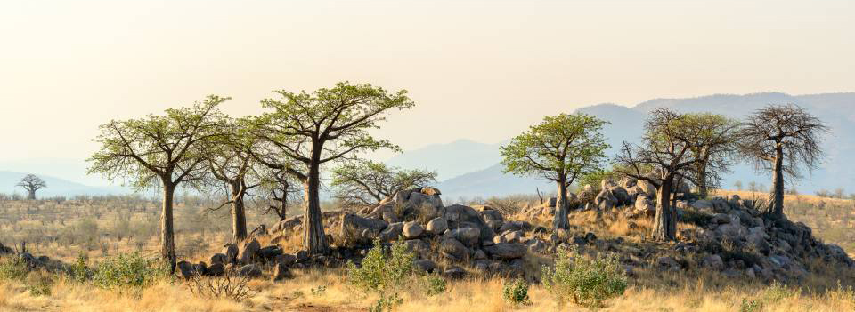 safari Ruaha Tanzania