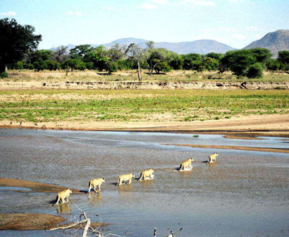 Ruaha safari Tanzania