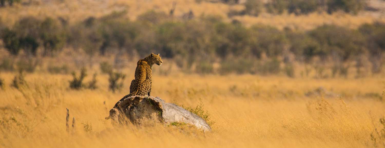 Savute Botswana