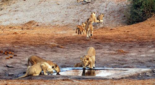 Savuti regio in Botswana Chobe