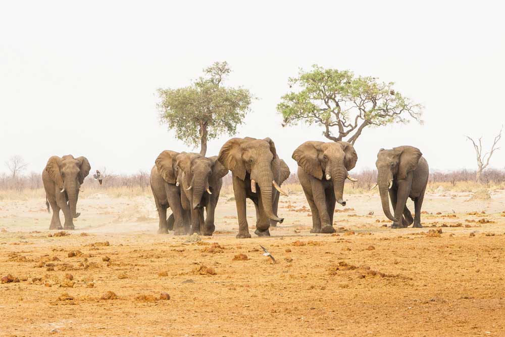 Savuti regio in Botswana Chobe