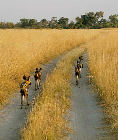 Savuti regio in Botswana Chobe