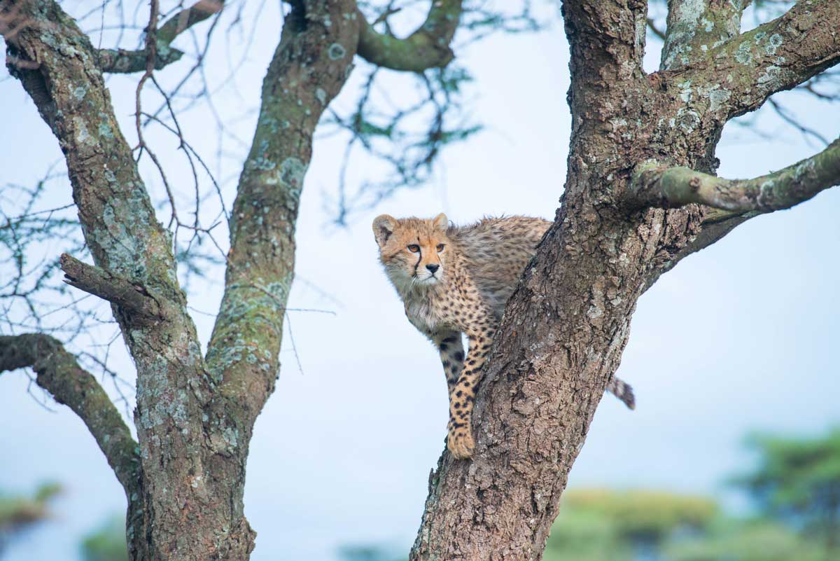 Serengeti safari Tanzania