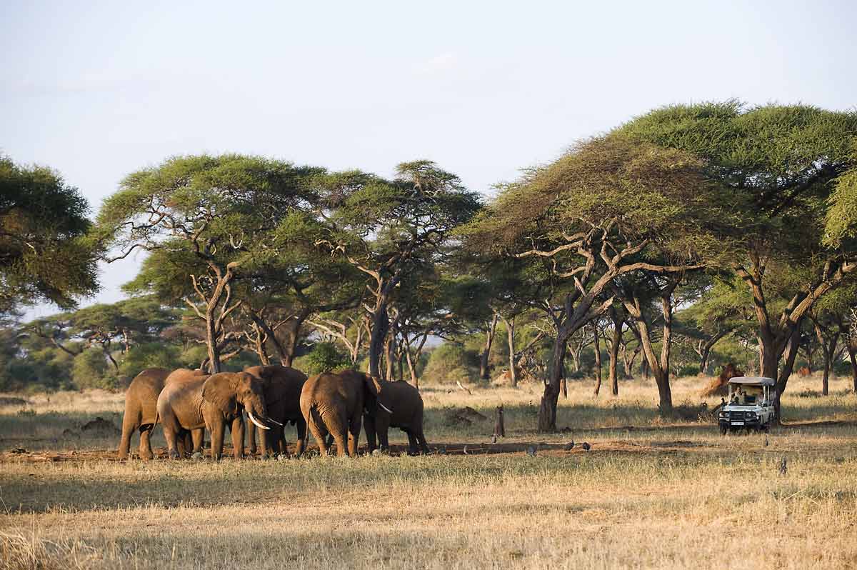 Tarangire safari Tanzania